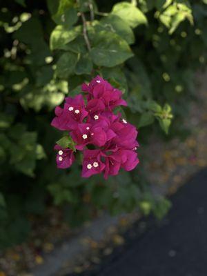 Flowering vegetation