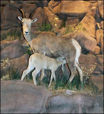 Life-size taxidermy mount of a Rocky Mountain Bighorn Ewe and Lamb at the National Bighorn Sheep Center.