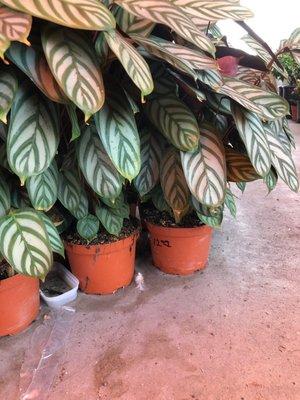 lovely indoor plants, rotating selection