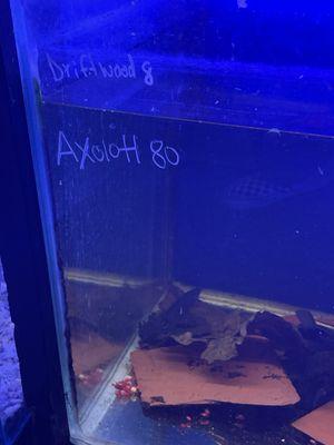 Axolotl