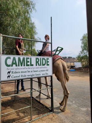 Get on Camelot for a ride.