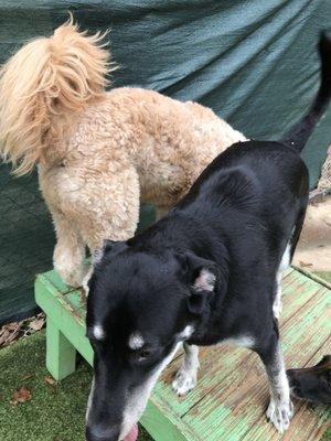 Jasper and his fury friend