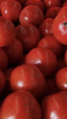 Beautiful plump grown tomatoes