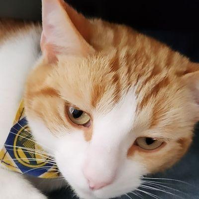 Chance the Cat adopted from Peninsula Humane Society: https://www.instagram.com/peninsulahumanesociety