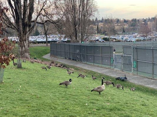 So many geese...