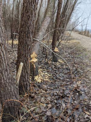 Beaver tree