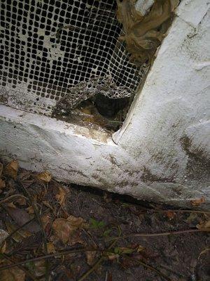 Another active rat hole created by an A.C. pipe that was removed months prior.