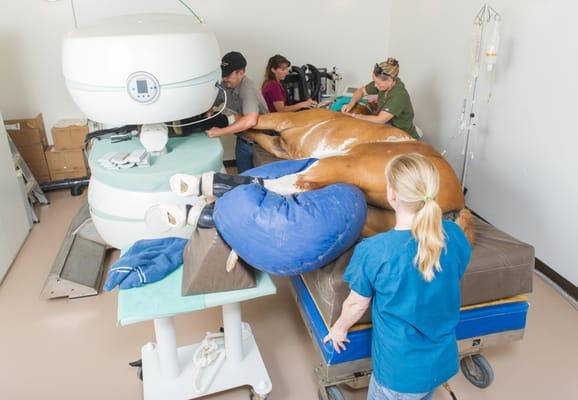 MRI on a horse's foot. Horses are maintained under general anesthesia for the MRI procedure.