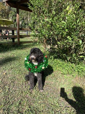 Beach Bark Christmas photo shoot