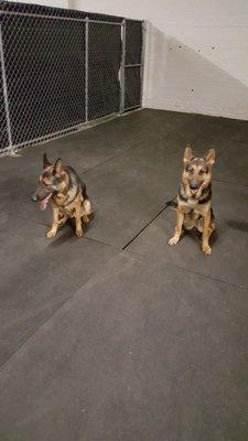 German shepards in  our play area