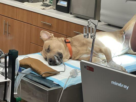 Duncan on the exam table.