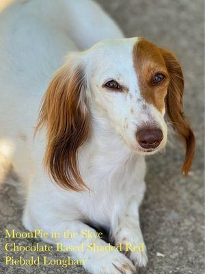 MoonPie shaded red piebald longhair dachshund. Full Groom.