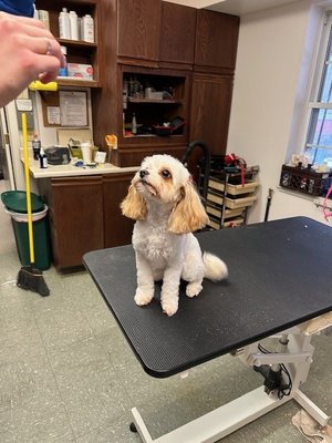 We groom large and small dogs