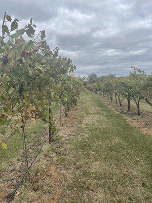 Vineyards