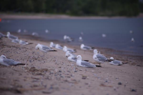 Seagulls on the beachfront