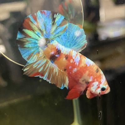 Betta