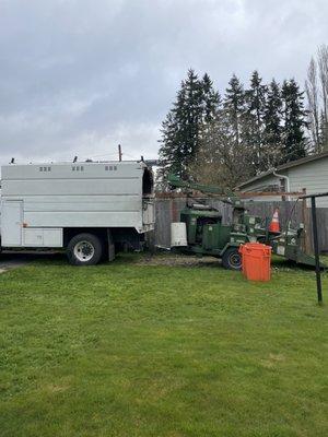 Prepping to cut two apple trees