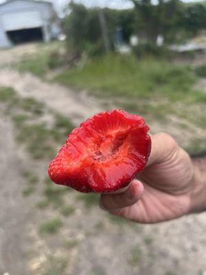 Watmaugh Strawberries