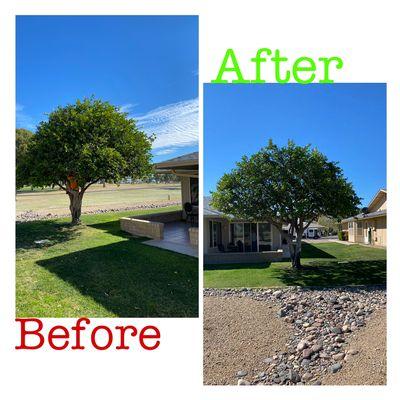 Citrus Tree, crown Prune and Natural Shape