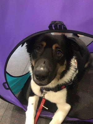 Alea in her confident canine class exploring a tunnel!