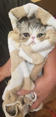 Clean grumpy cat