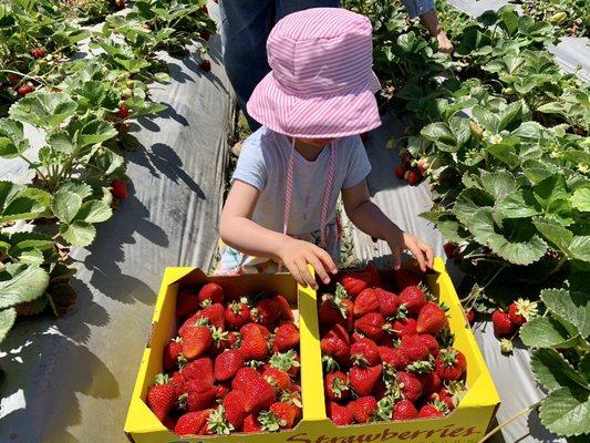 Our u-pick strawberries!