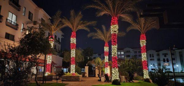 Candycane palms