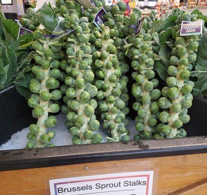 Brussels sprouts on the stalk