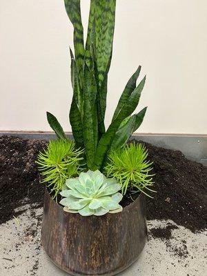 Snake plant arrangement