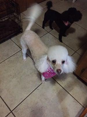 Great poodle cuts!