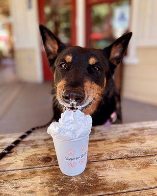 Pup cup