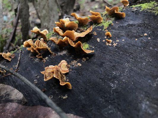 False Turkey tail mushrooms - Stereum hirsutum