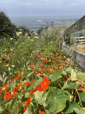 Wildflowers growing at the park