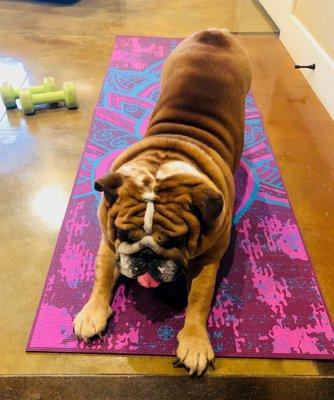 Butter Bean does Doga