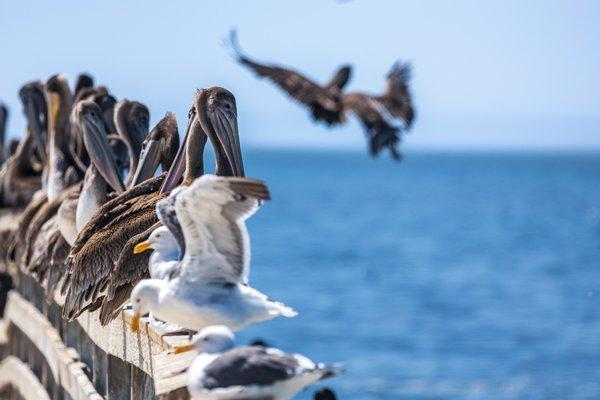 Seacliff State Beach