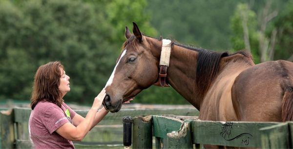 Meet the horses