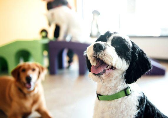 2 dogs, one golden lab and one black and white dog in playroom