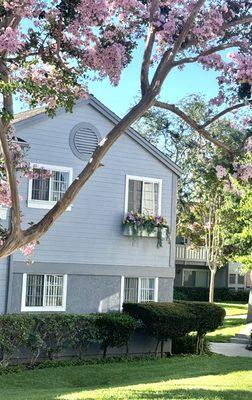 Beautiful Cape Cod Architecture with window flower beds on a fully manicured landscape