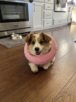 Porkchop after spay surgery