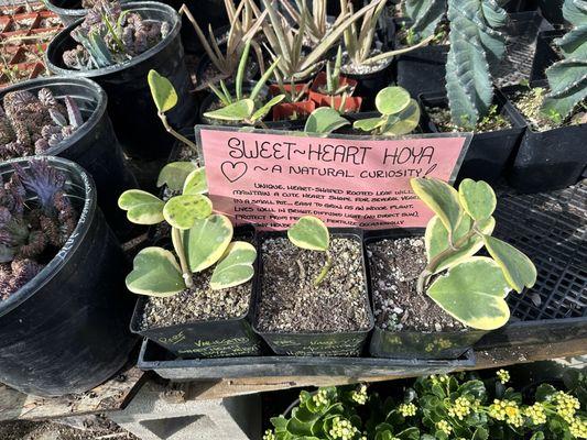 Sweet-Heart Hoya (pretty pricy with the variegation)