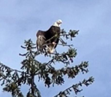 Bald eagle