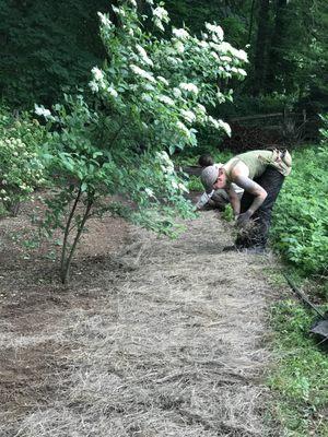 Installing a clover path at one of our clients homes. This is the "before" pic taken in may. We mulched with salt hay before sowing seeds.