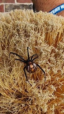 This is a spider that the technician found that was building a web over our driveway camera, which started after their first visit.