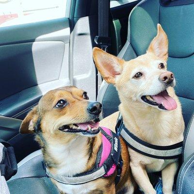 My dogs Reagan (right) & Winnie (left)