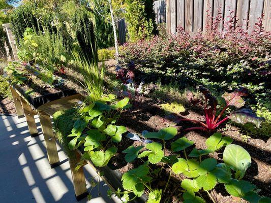 Beautiful resident gardens (raised up for easy access)