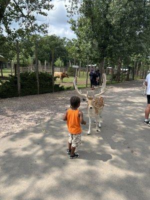 Child feeding deer