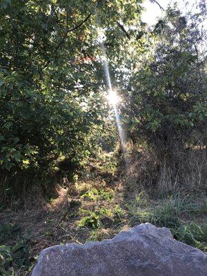 Sun peaking through trees