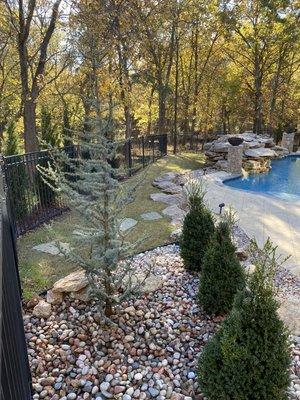 Blue Atlas Cedar Tree Installation in Rock Bed