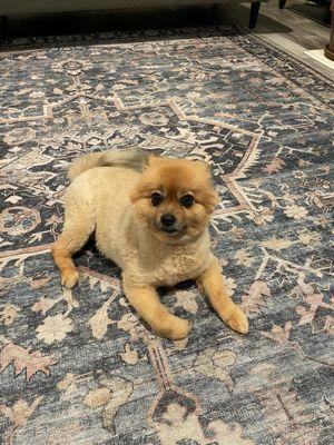 My fur baby loves our new rug too ( Hathaway Navy Area rug )