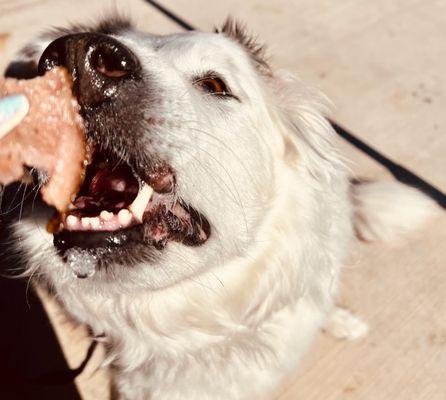 dog enjoying the brisket on patio